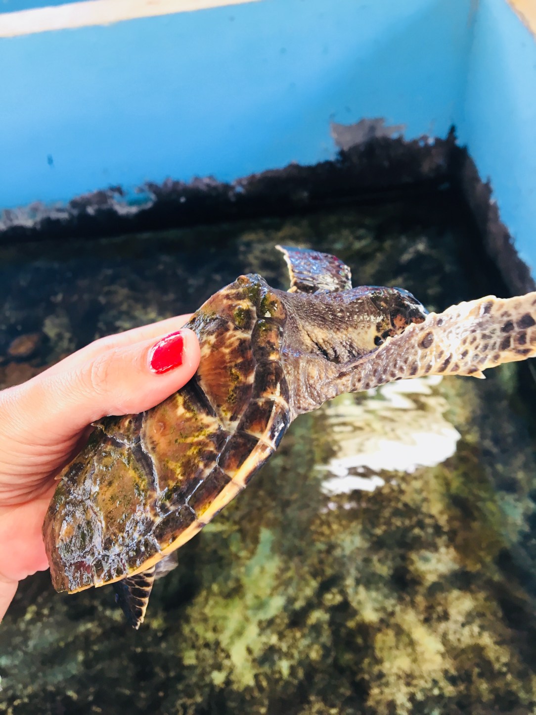 Baby turtle Port Vila 