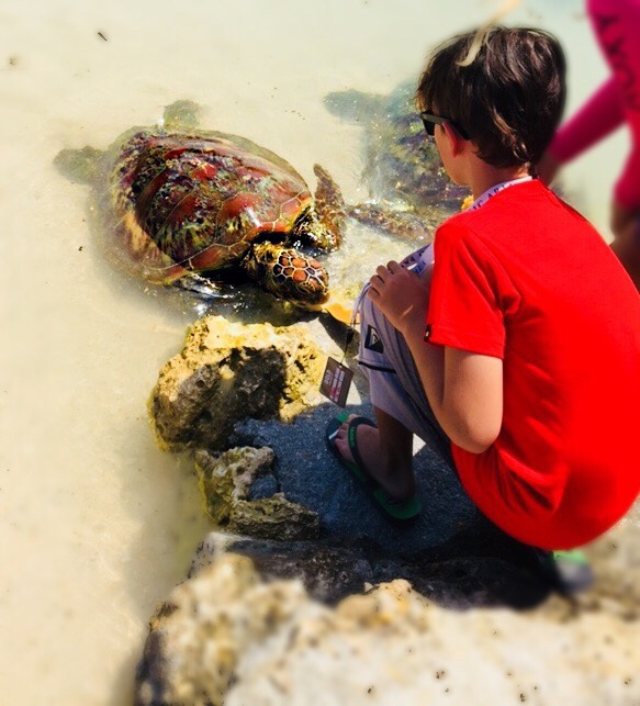 Port Vila turtle feeding