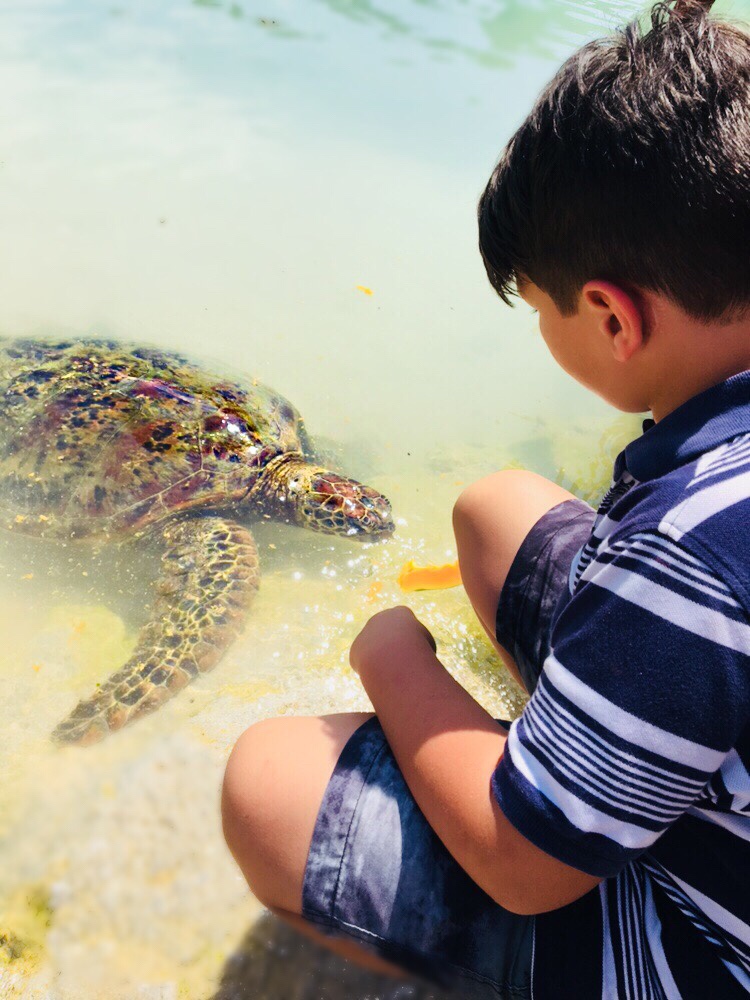 Port Vila turtle feeding