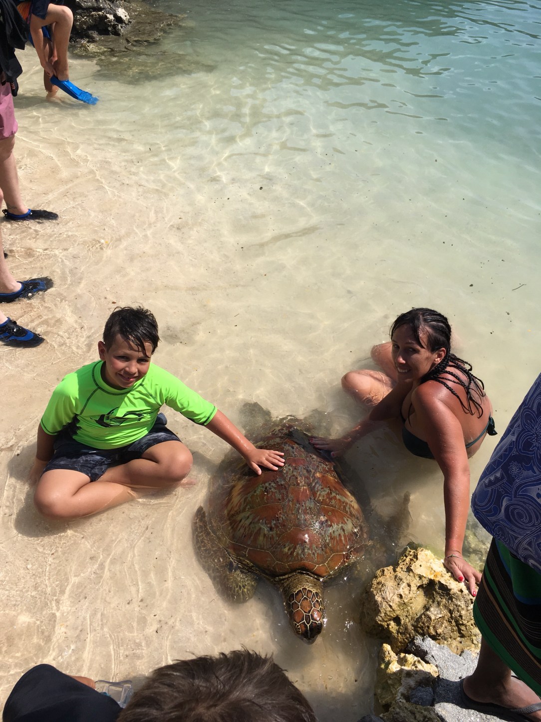 Port Vila turtle